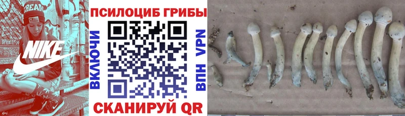 сайты даркнета телеграм  Киржач  Псилоцибиновые грибы ЛСД 