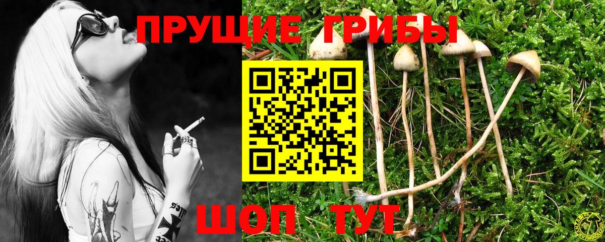 Галлюциногенные грибы Psilocybe Киржач